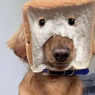 20张狗子"沙雕照",承包你所有的笑点,让你一秒变快乐!