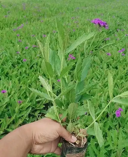 矮生马鞭草-宿根花卉-青州冠森花卉园艺有限公司