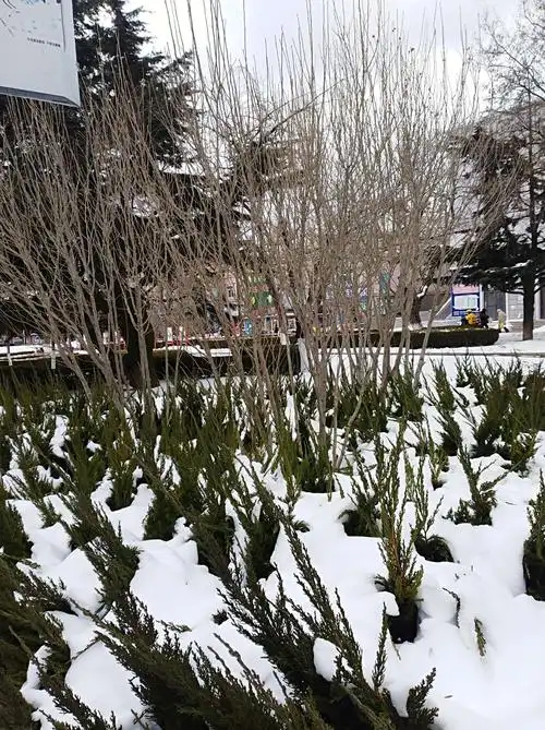 旅顺口太阳沟——1月6日的大雪过后的冬天是这个样子!