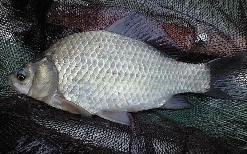 江苏钓友钓到将近5斤超大野生鲫鱼,遭网友嘲笑:钓"骡子"不