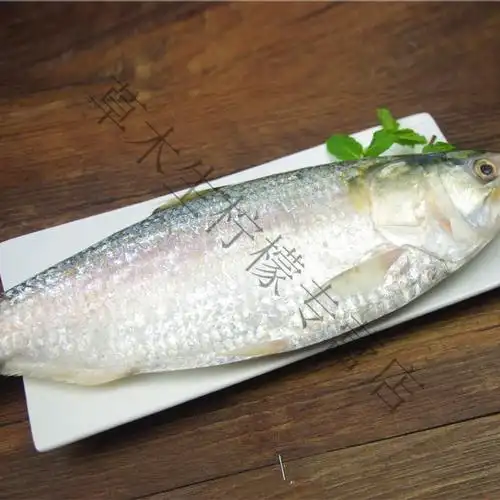 大冰鲜鲥鱼1条约12斤12斤