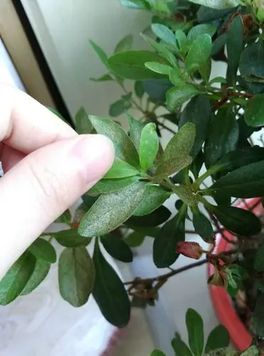 杜鹃花叶子全是黑点,掉叶子特别严重,什么原因?