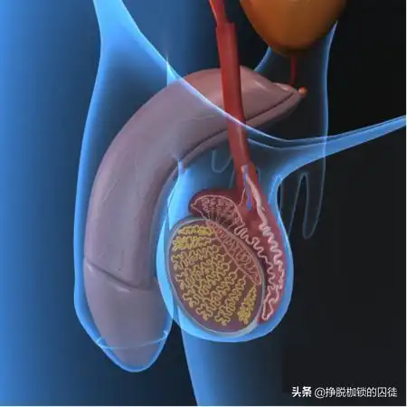 睾丸的发育和"下降""阴囊急症"具体是怎么回事?