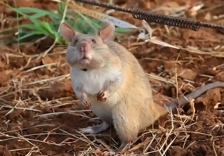 堪比特种兵的"非洲巨鼠",每年排雷1.