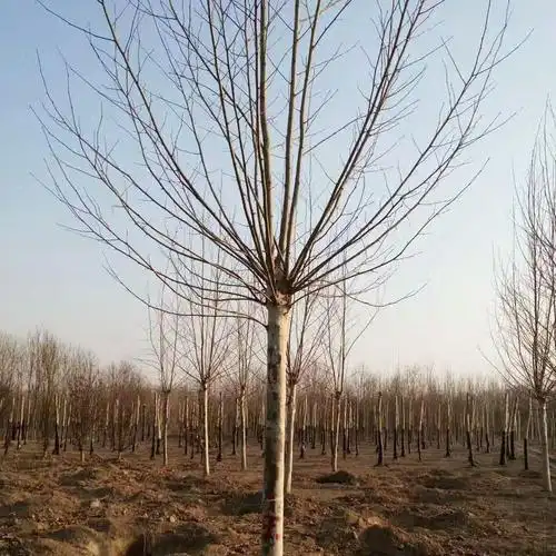 绿化苗木 速生法桐基地 10-12公分法桐价格 法桐批发 保定地锦苗木