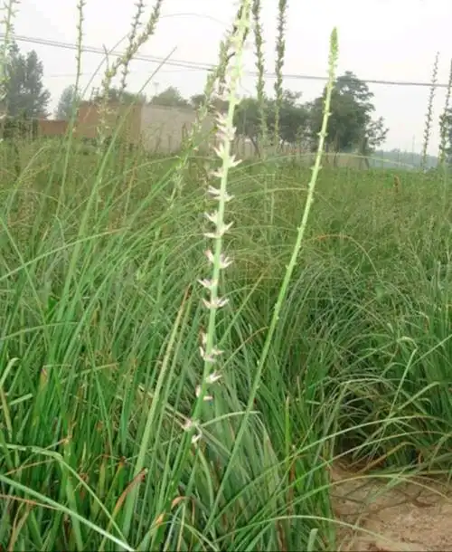 知母是一种什么样的植物