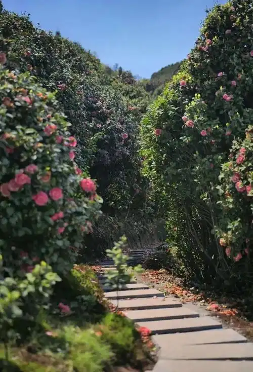 成都出发15h刹拢仙茶故乡赏花采茶徒步美食这才是踏春天花板