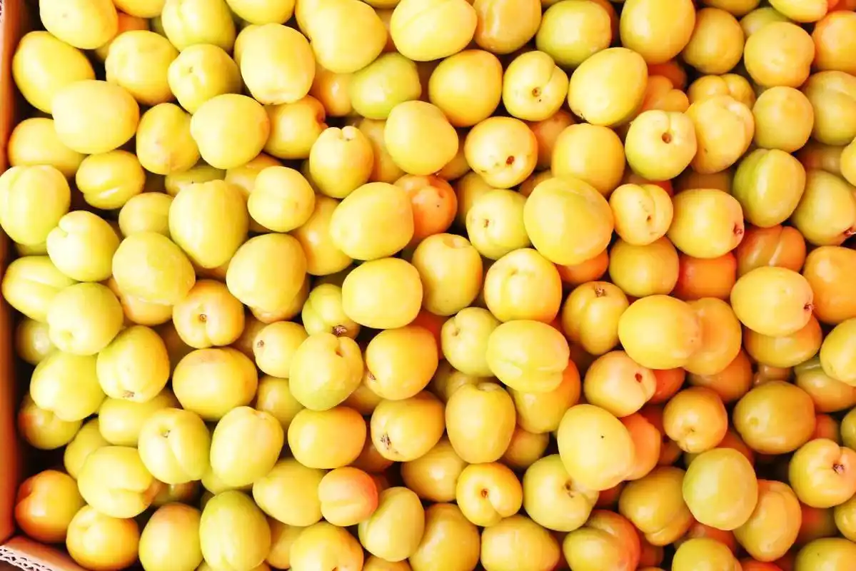 库车是中国小白杏之乡,2014年5月,库车小白杏获得"