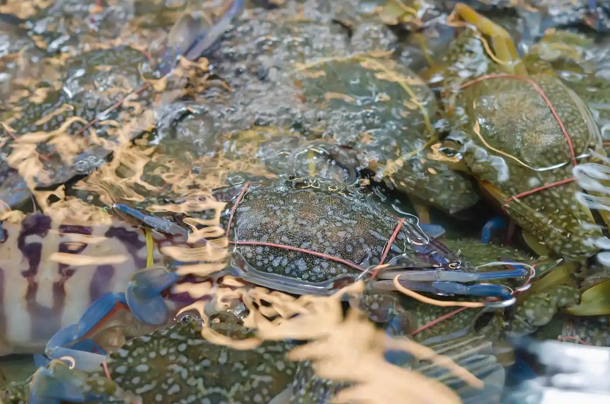 青蟹养殖需注意水质,水深,底部质地,池塘条件,饲料管理及日常管理