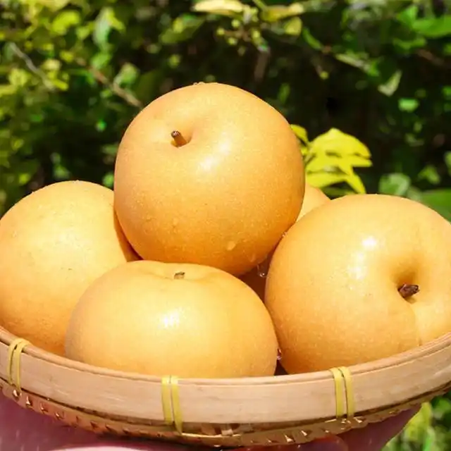 秋月梨如何吃能够更美味?