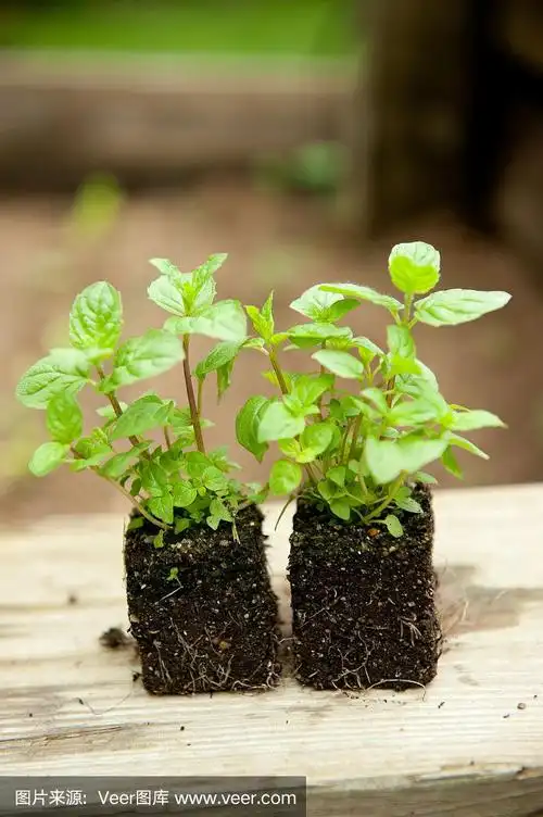 两棵小薄荷苗