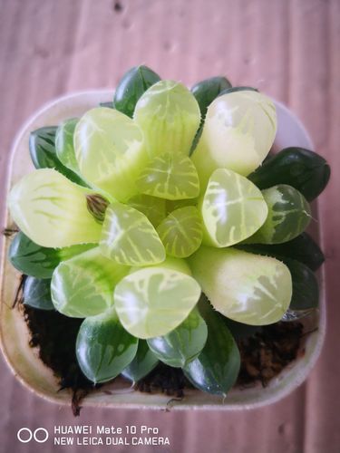 多肉植物特价琥珀玉露         8.8元6cm