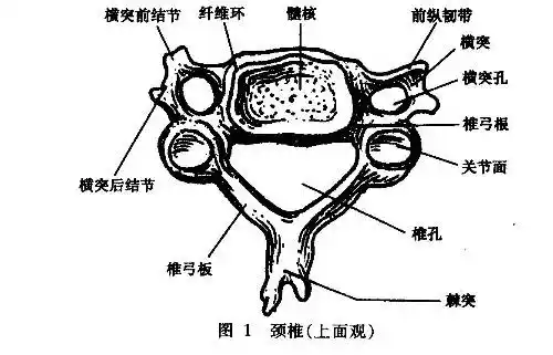 正常人颈段有7个颈椎, 有6个椎间盘(见图1), 椎间盘的结构:是软骨板