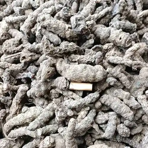 批发]藤三七果鲜货 干货 苗等均有货,1斤起发货 量大优惠并包邮价格5