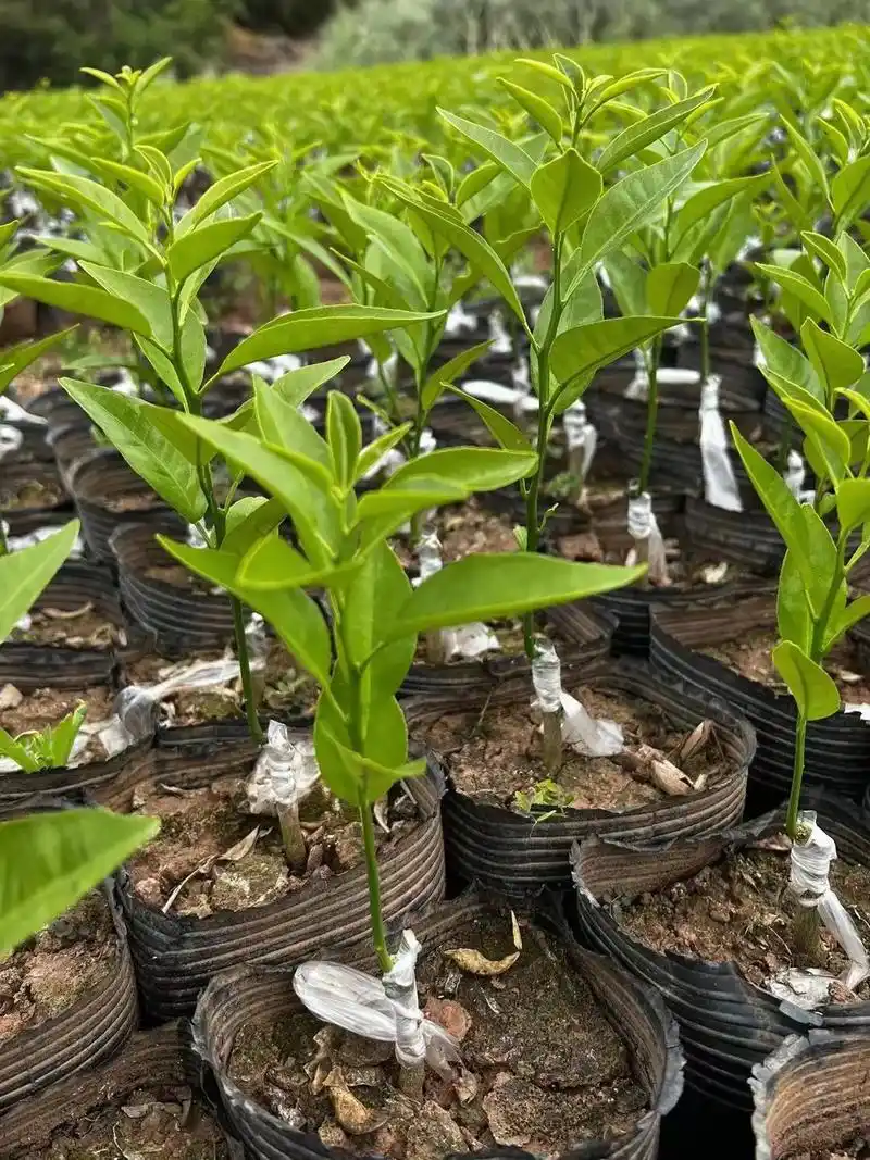 沃柑苗 一年香橙头有籽沃柑小苗一天一个样,按照这个速度,应 - 抖音