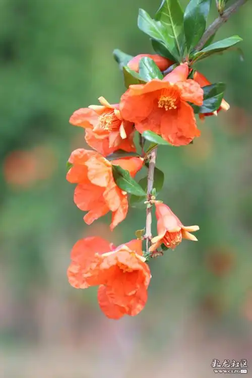 每日一花之石榴花