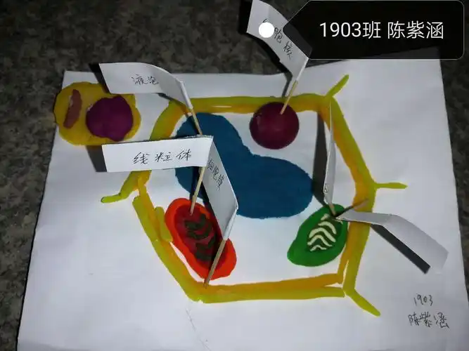 东皋学校生物模型制作大赛顺利结束