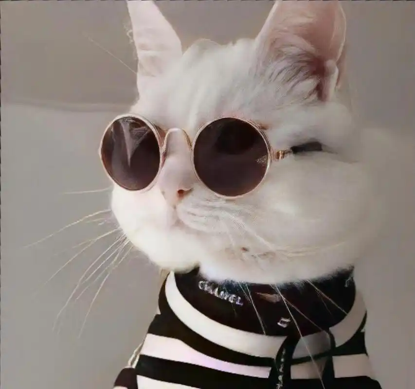 猫咪头像 霸气猫咪 头像 动物头像 一组霸气侧漏的猫咪头像