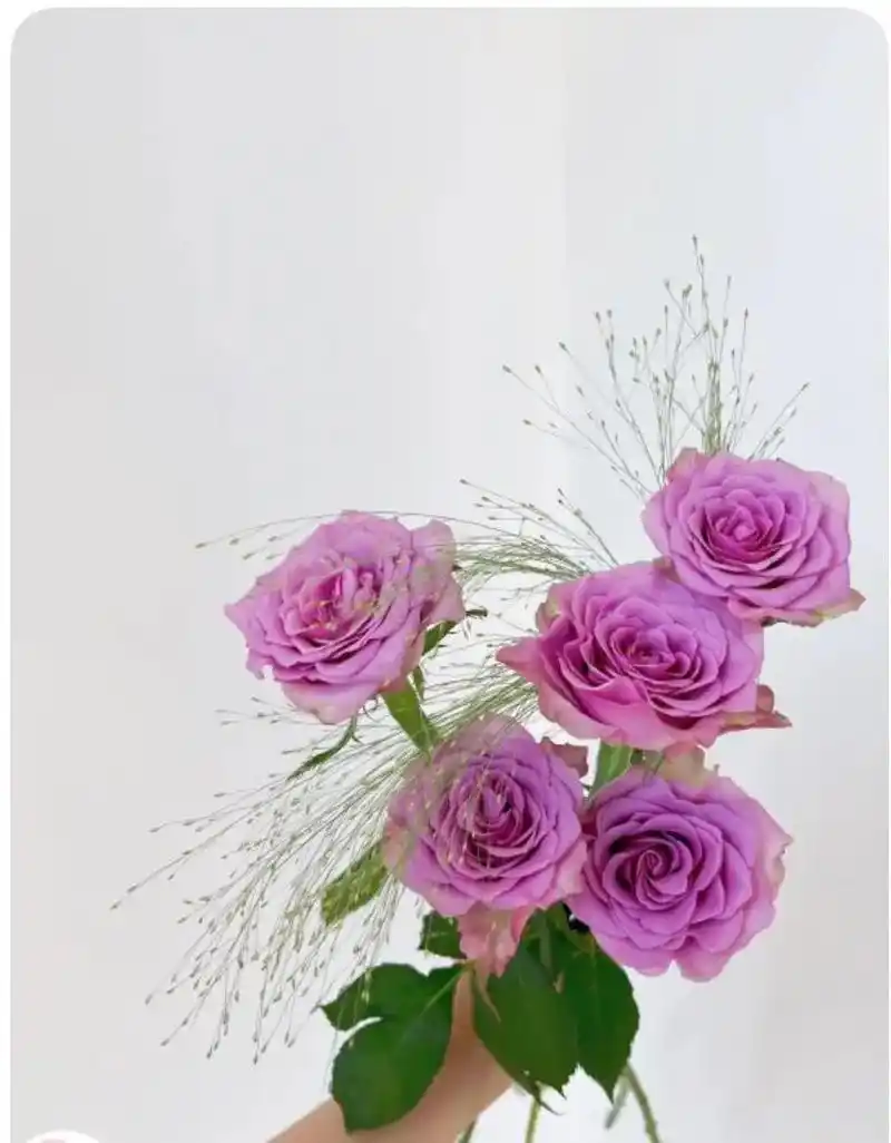 每周一花—冷美人  紫玫瑰的一种,花苞中型大小,整体给人感觉 - 抖音