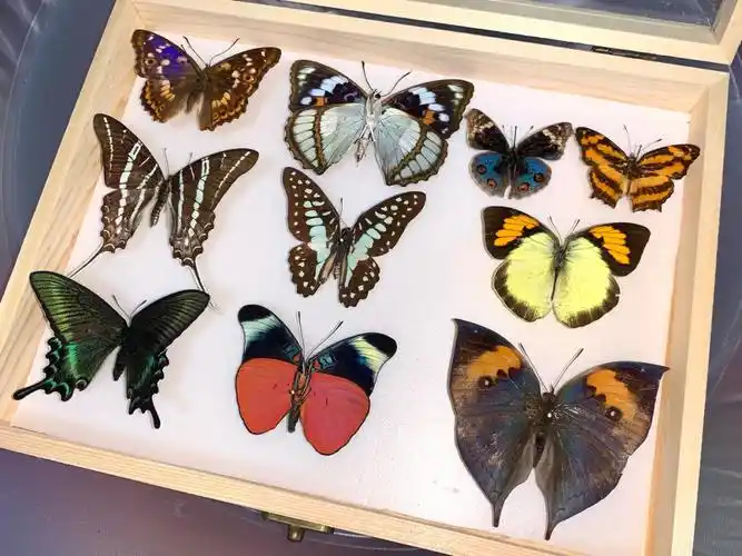 第一次制作蝴蝶标本