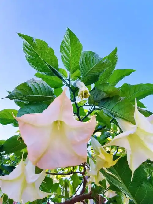 白色曼陀罗花语:纯洁的爱情 无尽的思念