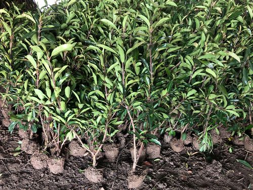 法国冬青树苗篱笆苗四季常青庭院绿化苗木大叶冬青苗珊瑚树围墙苗