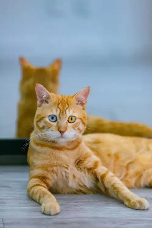 第一只几乎纯橘的异瞳猫(异瞳猫橘猫) - 趣味头条