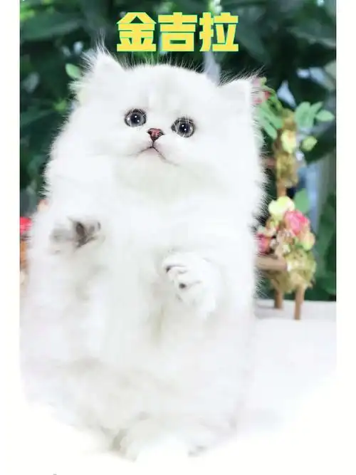 纯种金吉拉价格佛山买猫佛山猫舍宠物猫