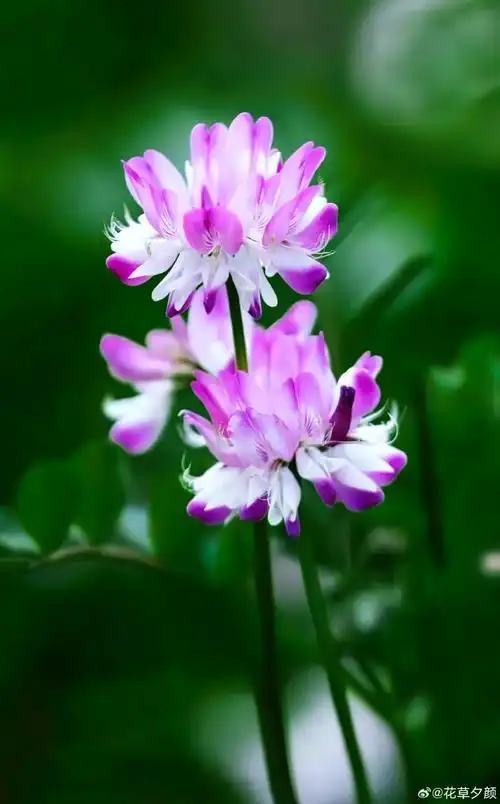 壁纸 花 桌面 690_1109 竖版 竖屏 手机