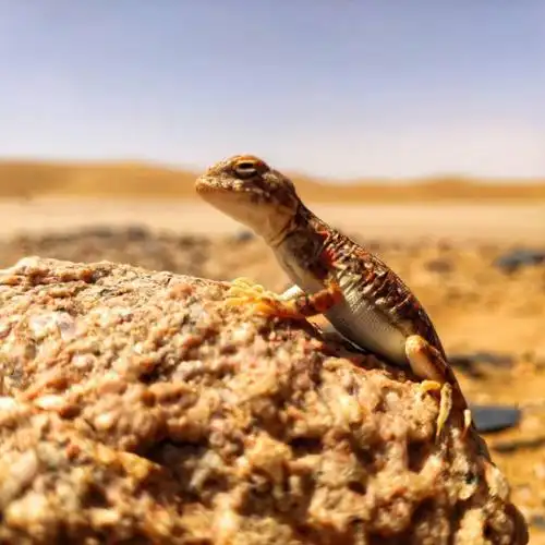 走进沙漠 感受不一样的世界!