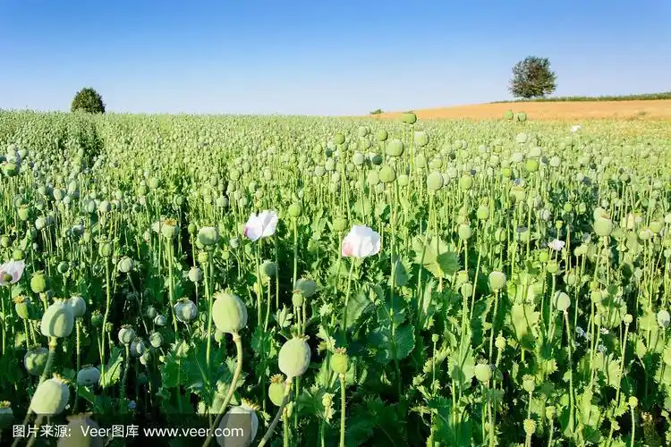 罂粟种子植物
