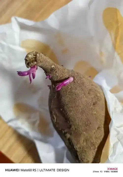 发芽的红薯还能吃吗?