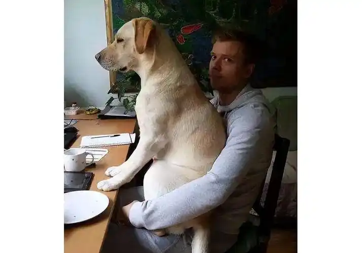 盘点"通人性"的几种狗,每一只都很有灵性,养它们就没错了