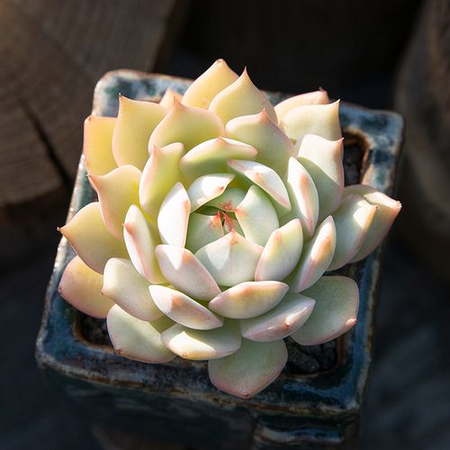 棱镜多肉植物大颗好养室内桌面阳台绿植多肉超萌肉肉小盆栽花陌派