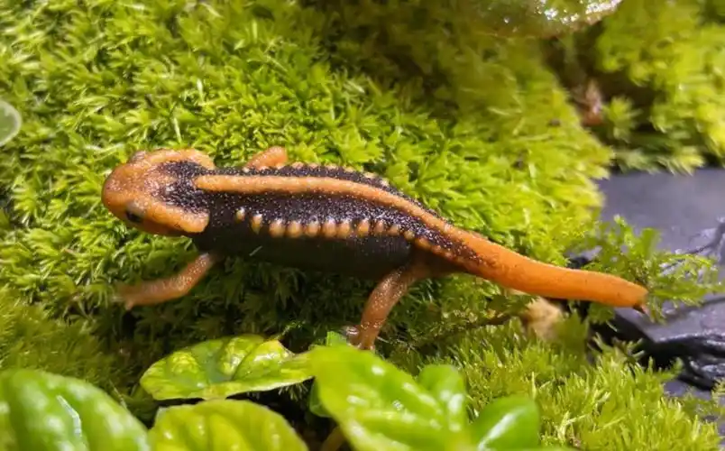 棕黑疣螈的快乐小家