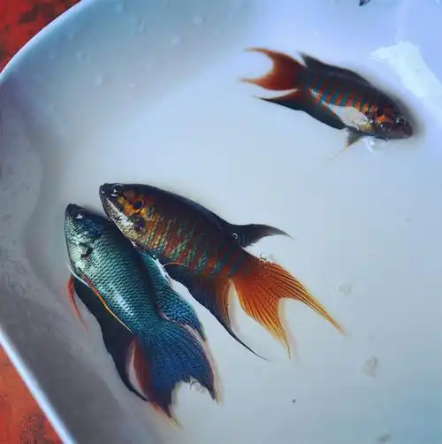 中国斗鱼普叉野生天堂鱼花手巾旁皮婆懒人鱼鱼