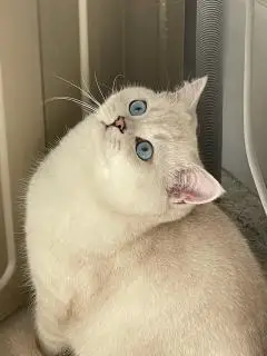 宁津美国短毛猫