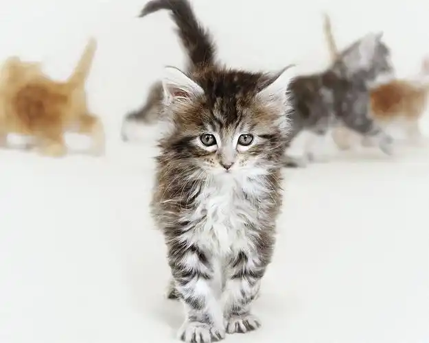 行走的可爱小猫 壁纸