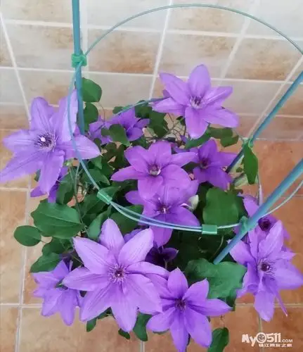 铁线莲(巴黎风情)花团锦簇又一春