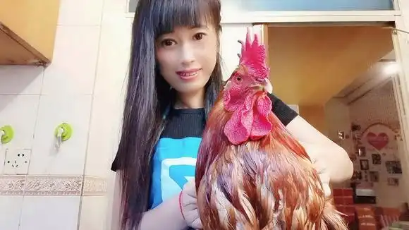 美女杀鸡,又一波,宰杀一只五趾公鸡!
