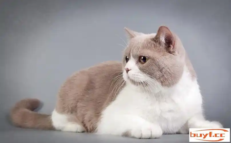 世界名猫之英国短毛猫