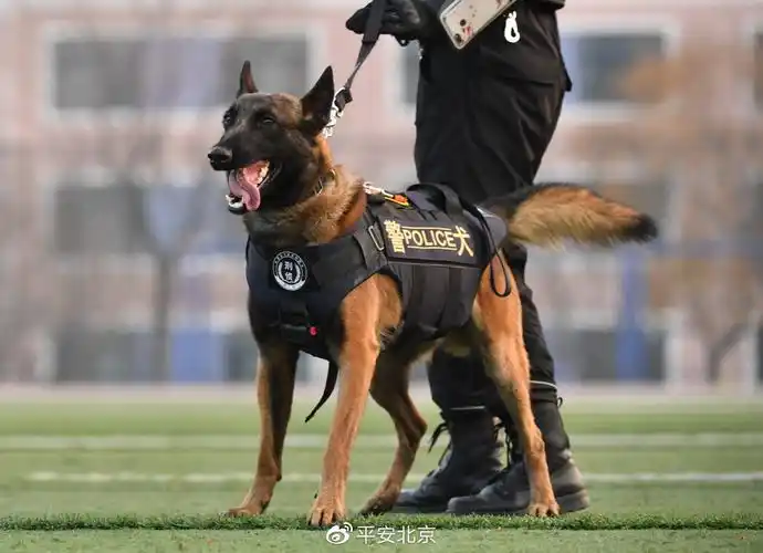 北京市公安局举行首批警用克隆犬入警仪式