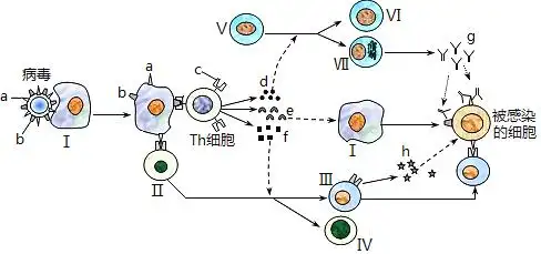 Ⅰ-Ⅴ表示不同种类的细胞.请据图作答:(1)图中Ⅱ表示 .a和b表示 .