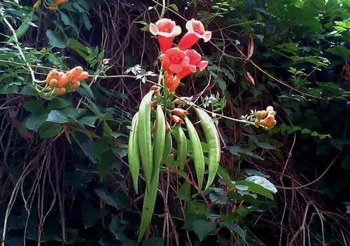 凌霄花结出的豆荚状果实外观
