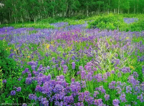 设计图库 生物世界 花草   上传: 2010-5-31 大小: 402.