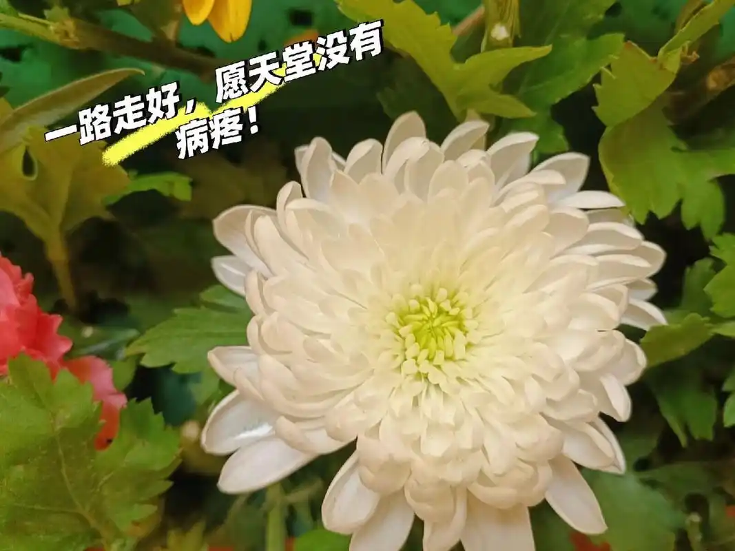 一路走好,愿天堂没有病疼! 20230128上午9.