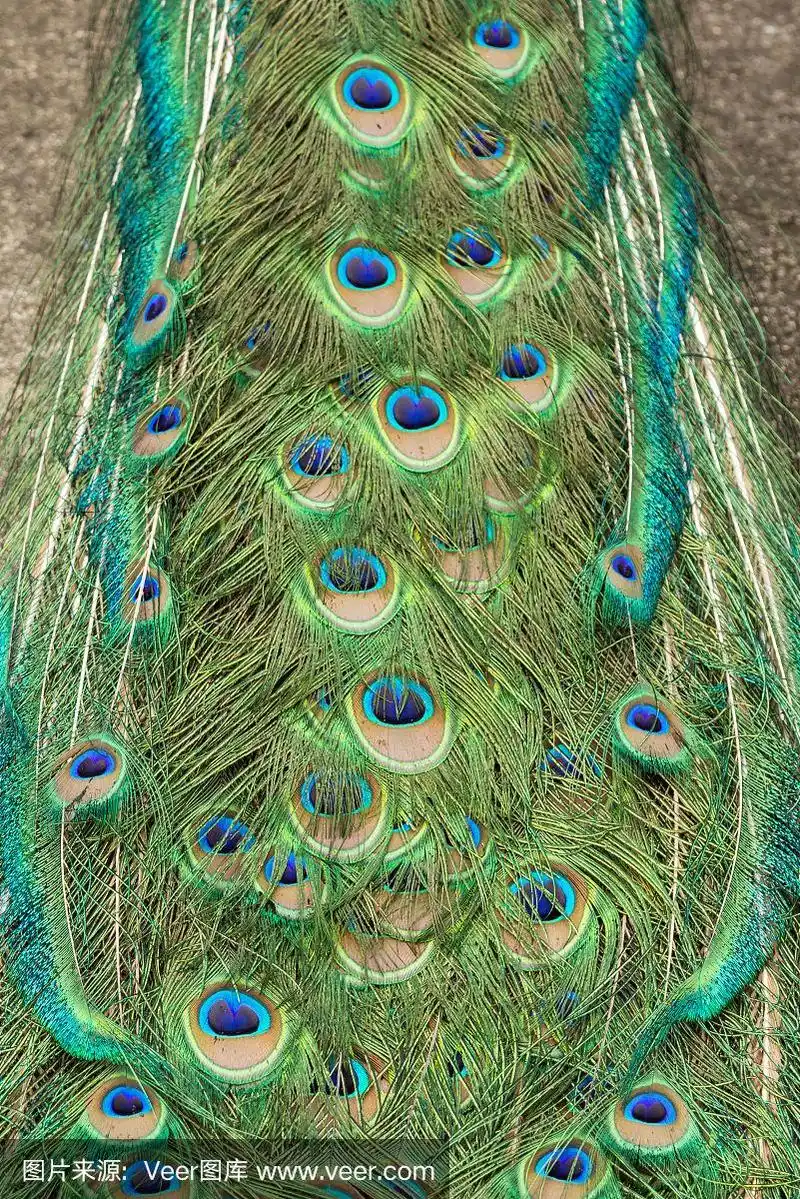 孔雀尾巴上的羽毛