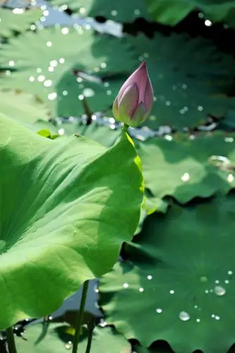 含苞待放荷花荷塘荷叶水珠莲花晨花禅意