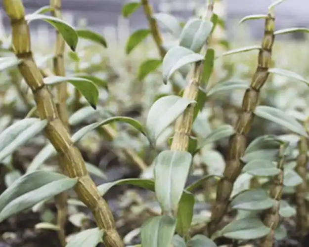 增强免疫功能铁皮石斛是石斛众多种类中的一种,它植株的茎上有一些