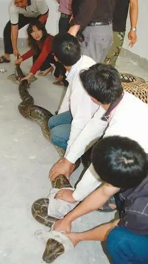 受伤蟒蛇获救被放生 38天后再向人类求救 中国佛教放生网_放生仪规